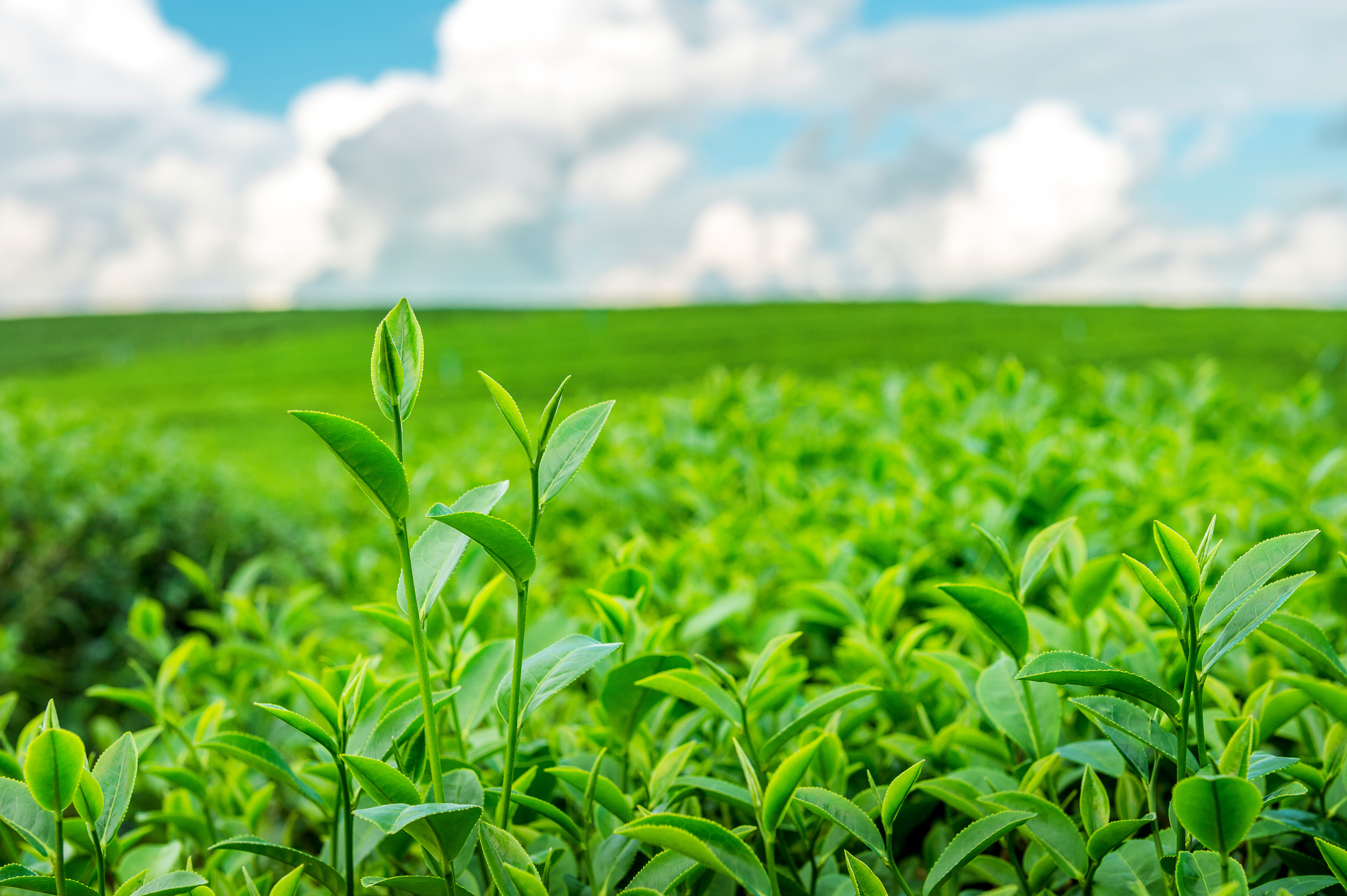 Tea Moments with Nature